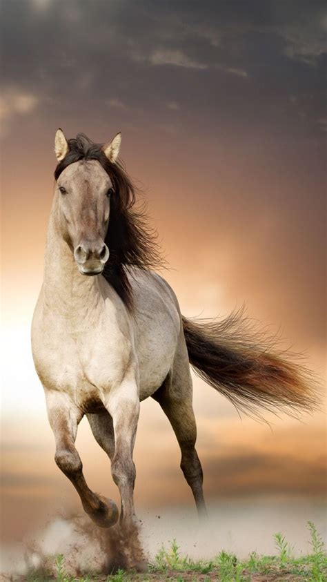 🔥 [0+] Backgrounds Horse | WallpaperSafari