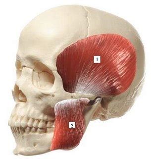 OdontoBlog » Anatomía