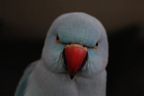 Grey Indian Ringneck Parakeet (Copy) – ExoticBirdBreeder.com