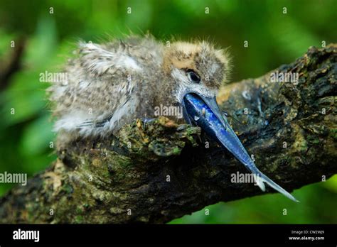 White fairy tern chick (Gygis alba) eating a fish.Seychelles Stock ...