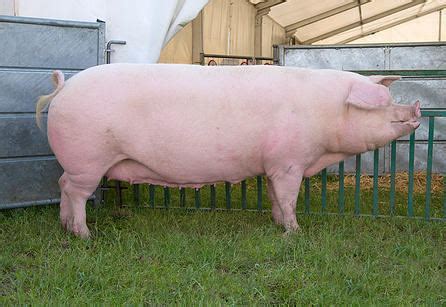 British Landrace pig - Alchetron, The Free Social Encyclopedia