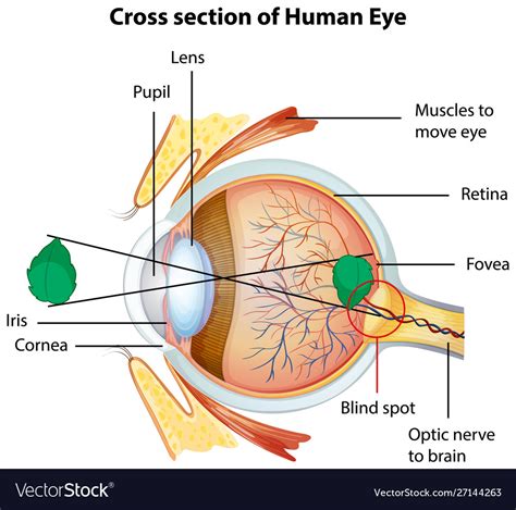 Diagram showing cross section human eye Royalty Free Vector