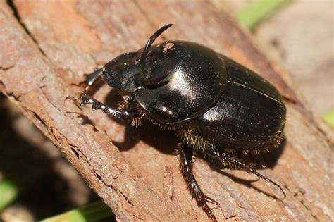 Is African black beetle a suspect in your crop investigations? – Cesar ...