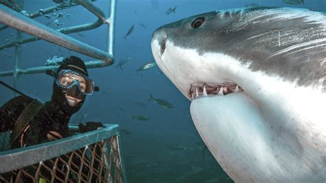 This is the incredible moment a cage diver shared a smile with a five ...