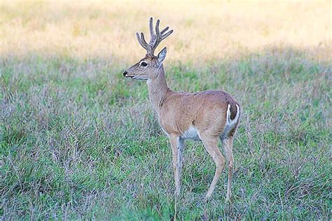 Pampas deer (Ozotoceros bezoarticus); Image ONLY