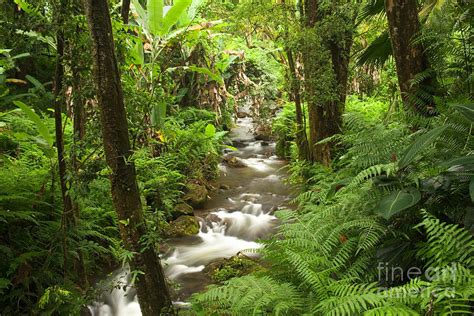 Waterfall, Tropical Rainforest Photograph by Inga Spence | Fine Art America