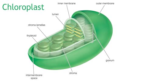 Chloroplast Plant Cell