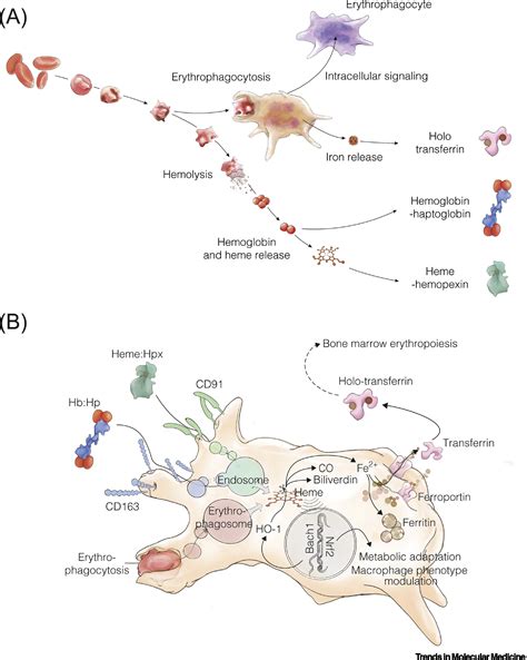 Haptoglobin Therapeutics and Compartmentalization of Cell-Free ...