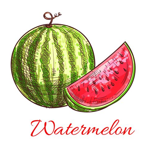 Watermelon fruit with juicy slice sketch 11791245 Vector Art at Vecteezy