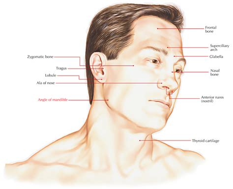 jaw angle - Google Search | Anatomy of the neck, Anatomy, Head anatomy