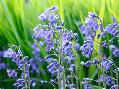 How to grow and care for bluebells | lovethegarden