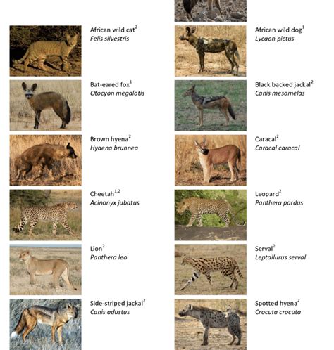 The thirteen carnivore species in the questionnaire based survey. For ...