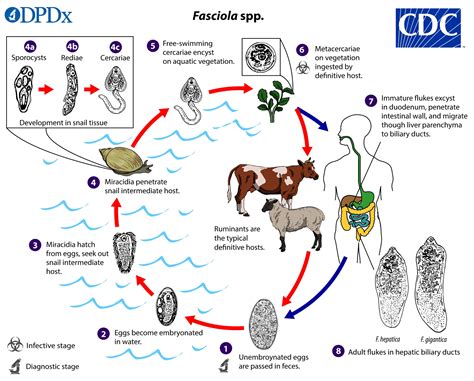 Watch this beautifully disgusting liver fluke parasite explore man’s ...