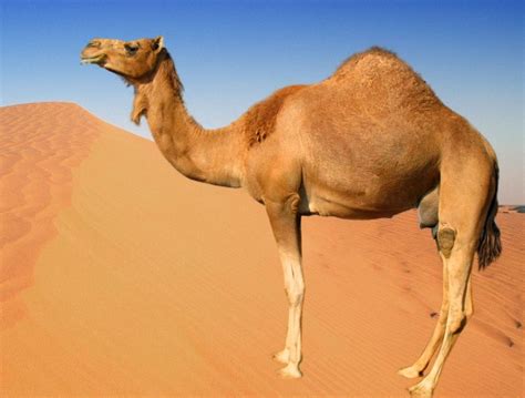 Top 10 Most Interesting Sahara Desert Animals In The World