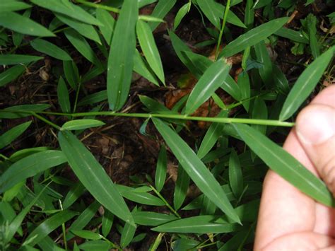 EDDMapS Record ID: 1953211 - Japanese stiltgrass (Microstegium vimineum)