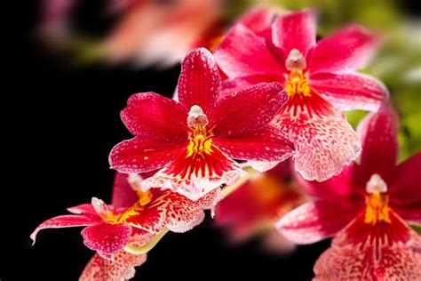 Orchid Types Explained | BBC Gardeners World Magazine