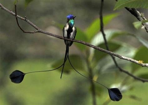 Marvellous Spatuletail hummingbird | Rare birds, Rare animals, Bird photo