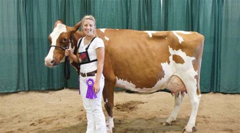 History of dairy cow breeds: Red and White - MSU Extension