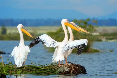 Best Places to Visit in Florida for Nature Lovers