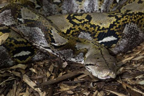 Reticulated Python - Zoo Atlanta