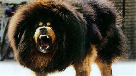 Tibetan Mastiff Wallpapers - Top Free Tibetan Mastiff Backgrounds ...