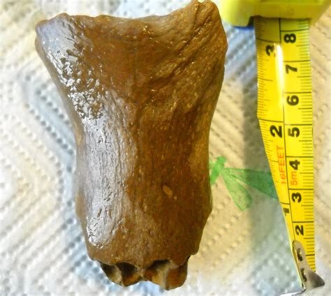 whose mandible? - Fossil ID - The Fossil Forum