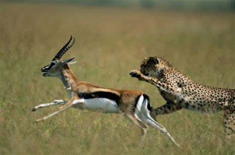 Cheetah versus Impala: Each has a Competitive Edge - Cheetah ...