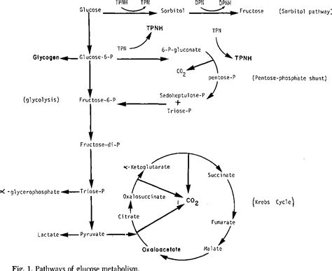 [PDF] PATHWAYS OF GLUCOSE METABOLISM IN THE LENS. | Semantic Scholar