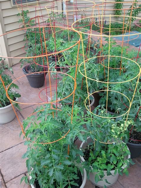 Container Gardening in Wisconsin: DIY Painted Tomato Cages