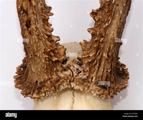 Male roe deer antlers Stock Photo - Alamy