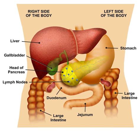 Gallbladder Pain Location Diagram - exatin.info