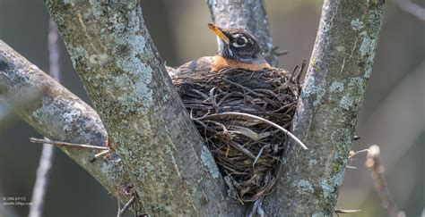 Nesting | American robin, Nest, Robin