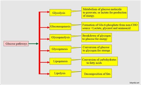 Diabetes mellitus: Carbohydrate and glucose metabolism