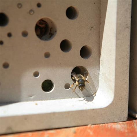 Buy Bee brick: Delivery by Waitrose Garden in association with Crocus