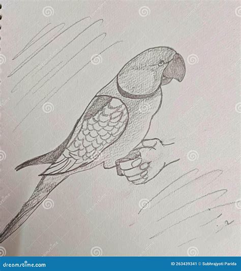 Pencil Sketch of a Parrot Perched on the Hand of Its Caretaker Stock ...