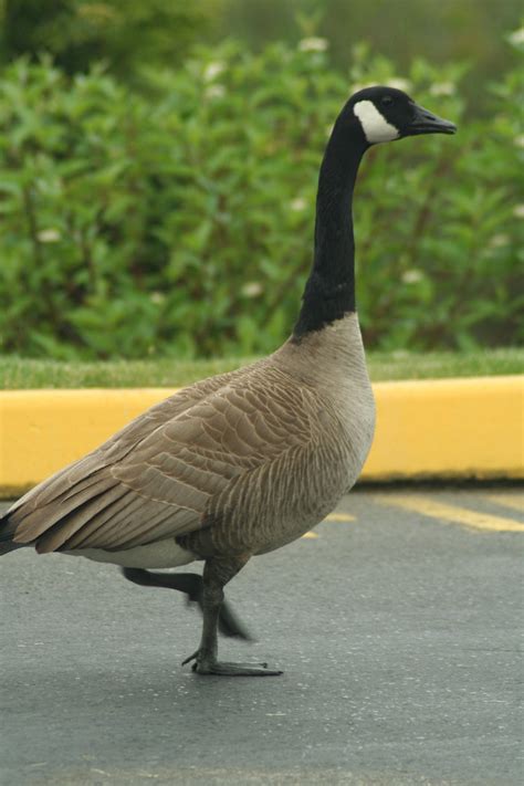 Migrating Geese | Flickr - Photo Sharing!