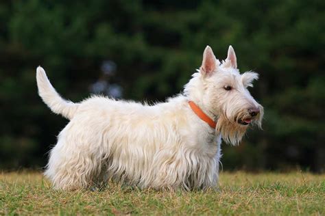 Meet the Scottish Terrier!