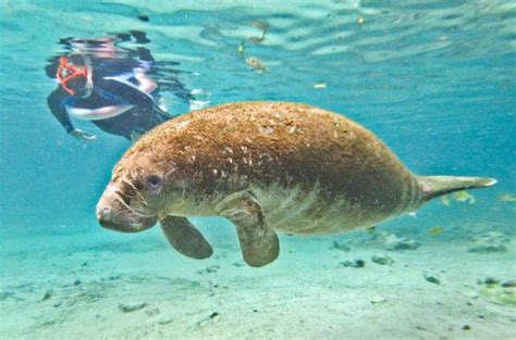 Crystal River Manatee Snorkeling and... | Lamantijn, Excursies, Zeedieren