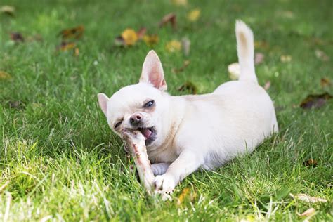 Can A Dog Eat Pork Rib Bones – KeepingDog