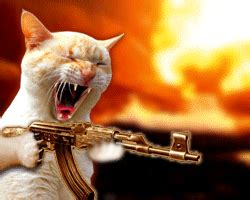 angry kitty GIF - COOL GIFS