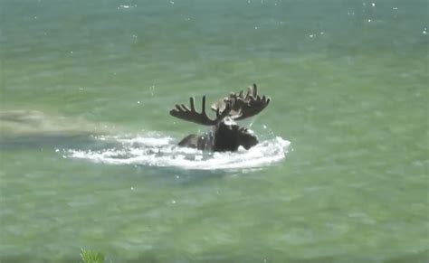 Swimming Moose! - Roffs