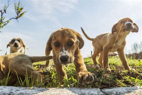 Beagle Lab Mix: Your Guide to a Playful and Loyal Companion