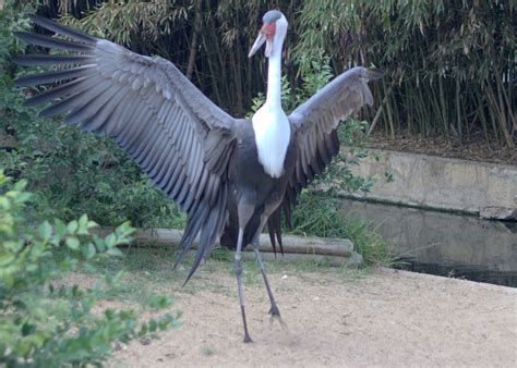 Definitive Guide To Wattled Crane Facts, Habitat, Conservation Status ...