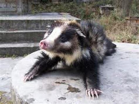 Hog badger - Alchetron, The Free Social Encyclopedia