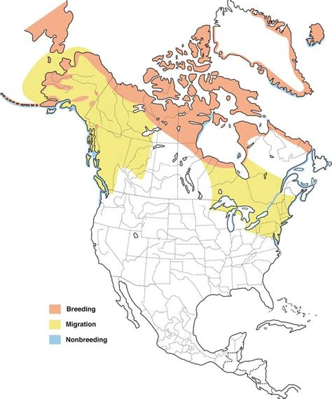 Duck Migration Flyway Map