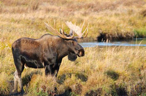 Moose: Facts About the Largest Deer | Live Science