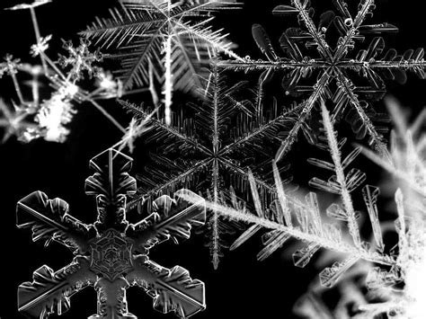 Snowflakes Wallpaper Black