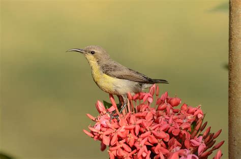 Female Purple Sunbird Photograph by Bankim Desai | Fine Art America