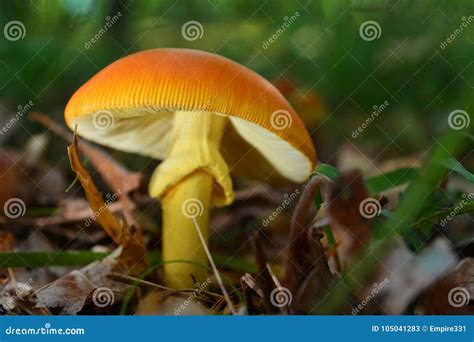 Amanita caesarea mushroom stock image. Image of amanita - 105041283