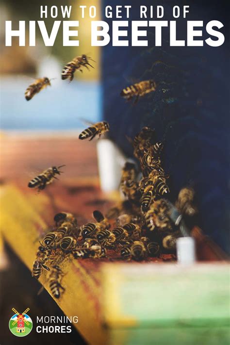 How to Get Rid of Small Hive Beetles for Good with 13 Fail-Proof Options